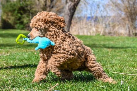 Königspudel / Großpudel in Fawn