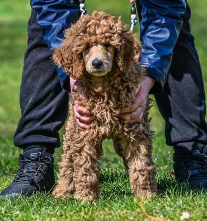 Königspudel / Großpudel in Fawn