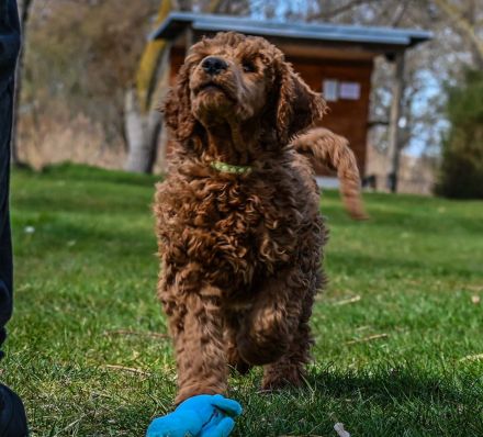 Königspudel / Großpudel in Fawn