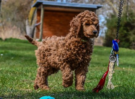 Königspudel / Großpudel in Fawn