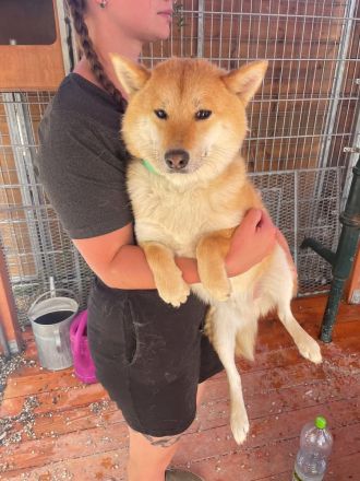 Shouta - Angsthund sucht erfahrene Familie