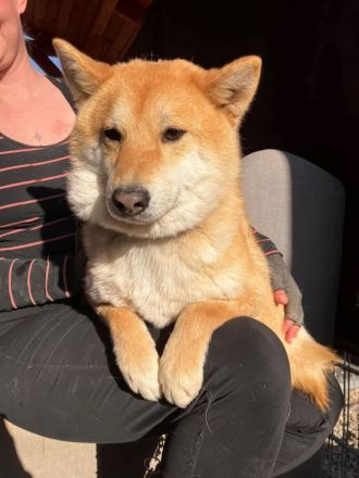 Shouta - Angsthund sucht erfahrene Familie