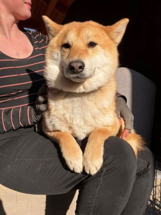 Shouta - Angsthund sucht erfahrene Familie