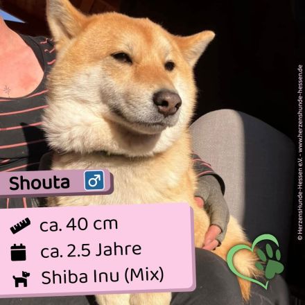 Shouta - Angsthund sucht erfahrene Familie