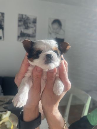 Biewer Yorkshire Terrier Welpen