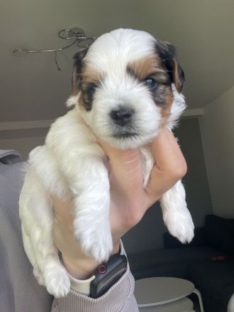 Biewer Yorkshire Terrier Welpen