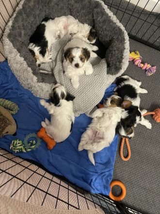 Biewer Yorkshire Terrier Welpen