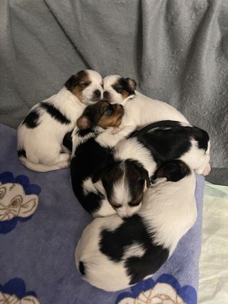 Biewer Yorkshire Terrier Welpen