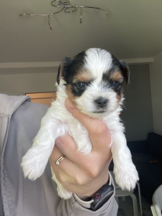 Biewer Yorkshire Terrier Welpen