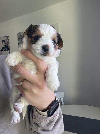 Biewer Yorkshire Terrier Welpen