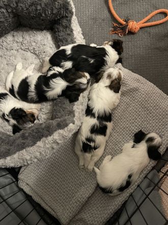 Biewer Yorkshire Terrier Welpen