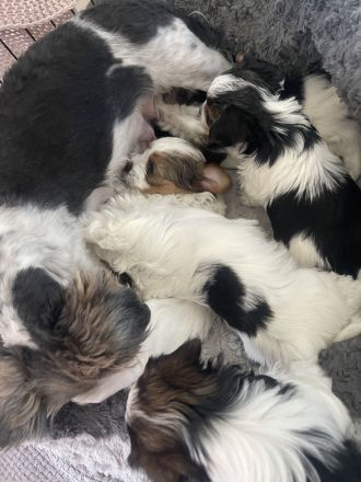 Biewer Yorkshire Terrier Welpen