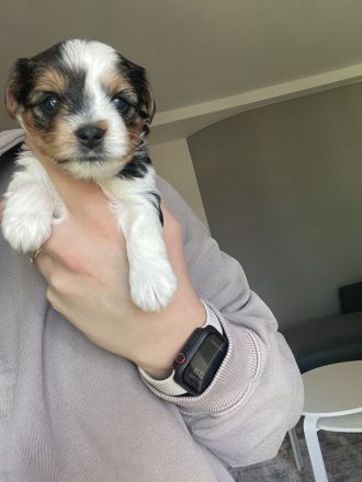 Biewer Yorkshire Terrier Welpen