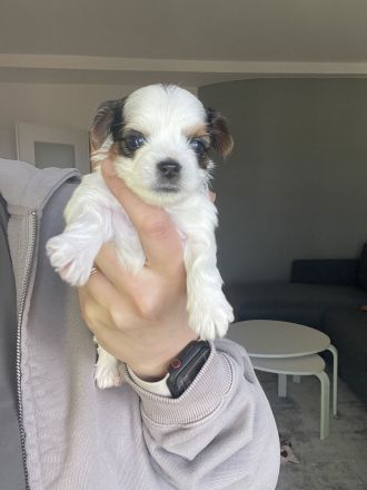 Biewer Yorkshire Terrier Welpen