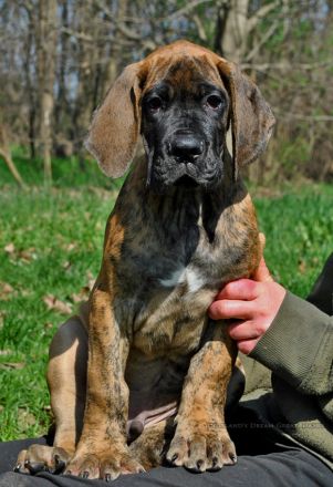 Deutschen Dogge Welpen