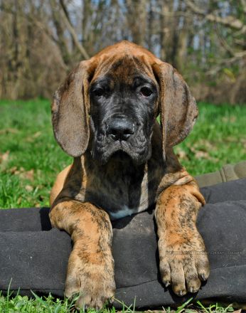 Deutschen Dogge Welpen