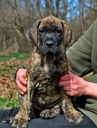 Deutschen Dogge Welpen