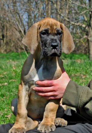 Deutschen Dogge Welpen