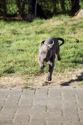 American Bully XL/XXL Welpen in exklusivem Tricolor – aus liebevoller & familiärer Zucht