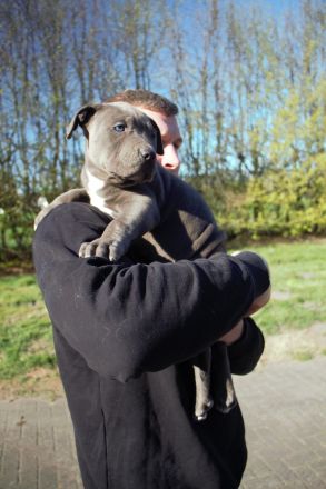 American Bully XL/XXL Welpen in exklusivem Tricolor – aus liebevoller & familiärer Zucht