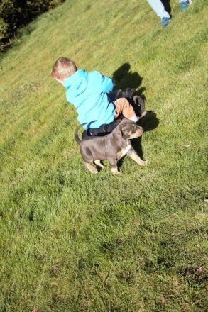 American Bully XL/XXL Welpen in exklusivem Tricolor – aus liebevoller & familiärer Zucht