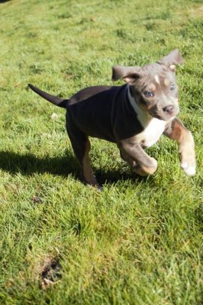 American Bully XL/XXL Welpen in exklusivem Tricolor – aus liebevoller & familiärer Zucht