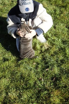 American Bully XL/XXL Welpen in exklusivem Tricolor – aus liebevoller & familiärer Zucht