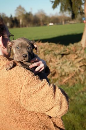 American Bully XL/XXL Welpen in exklusivem Tricolor – aus liebevoller & familiärer Zucht