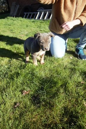 American Bully XL/XXL Welpen in exklusivem Tricolor – aus liebevoller & familiärer Zucht