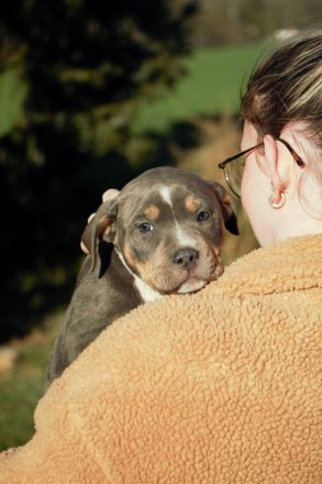 American Bully XL/XXL Welpen in exklusivem Tricolor – aus liebevoller & familiärer Zucht