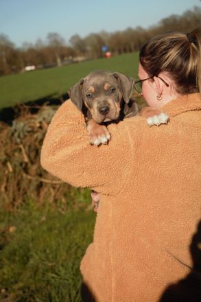 American Bully XL/XXL Welpen in exklusivem Tricolor – aus liebevoller & familiärer Zucht