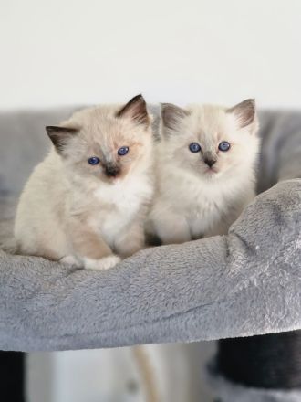 LETZTE, Wunderschöne Heilige Birma-Kitten