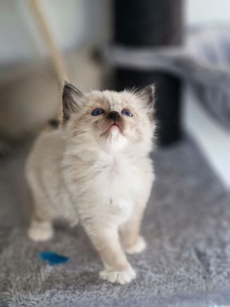 LETZTE, Wunderschöne Heilige Birma-Kitten