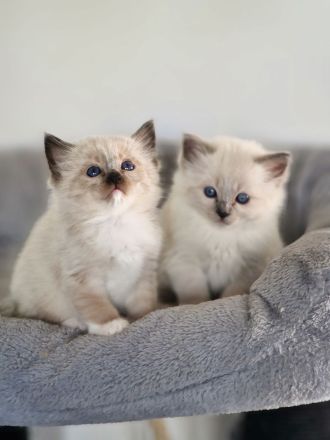 LETZTE, Wunderschöne Heilige Birma-Kitten