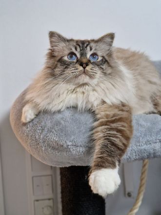 LETZTE, Wunderschöne Heilige Birma-Kitten