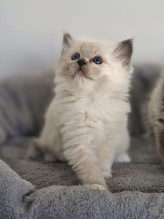 LETZTE, Wunderschöne Heilige Birma-Kitten