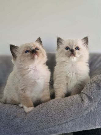 LETZTE, Wunderschöne Heilige Birma-Kitten