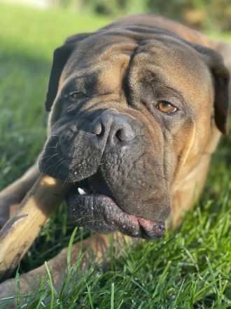 Bullmastiff Welpenplanung Sommer 2026