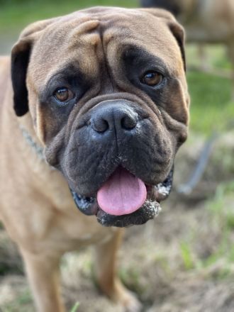 Bullmastiff Welpenplanung Sommer 2026