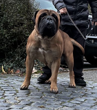 Bullmastiff Welpenplanung Sommer 2026