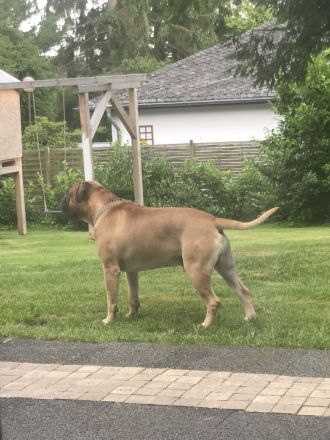 Bullmastiff Welpenplanung Sommer 2026