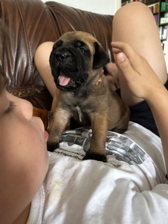 Bullmastiff Welpenplanung Sommer 2026