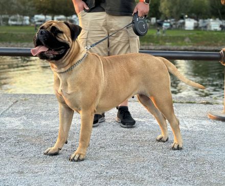 Bullmastiff Welpenplanung Sommer 2026