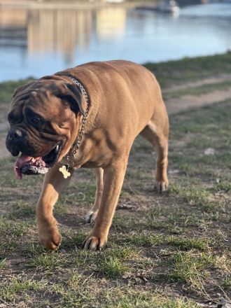 Bullmastiff Welpenplanung Sommer 2026