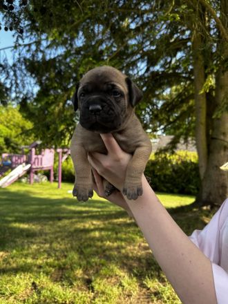 Bullmastiff Welpenplanung Sommer 2026