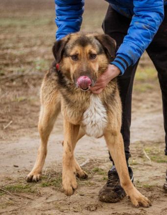 Jeromos, mit vielen Flausen im Kopf