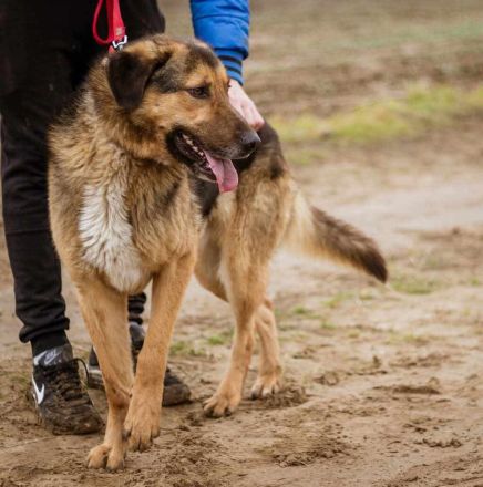 Jeromos, mit vielen Flausen im Kopf