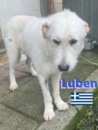 Louis und Luben, 04/22 - ruhige Wuschelköpfe auf der Suche nach ihren Familien