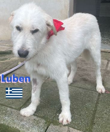 Louis und Luben, 04/22 - ruhige Wuschelköpfe auf der Suche nach ihren Familien