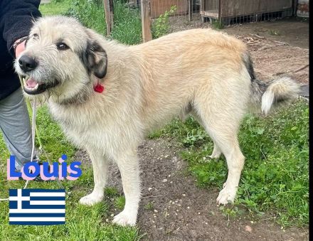 Louis und Luben, 04/22 - ruhige Wuschelköpfe auf der Suche nach ihren Familien